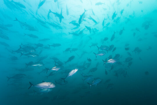 school of jack fish