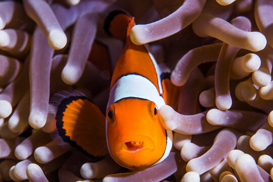 TONGUE-EATING LOUSE parasitizing Striped Anemonefish