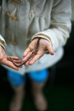 A Child's Muddy Hands Holding A Large Earthworm