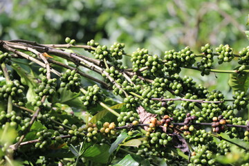 Robusta coffee plant branches with bunches unripe coffee beans in coffee plantation