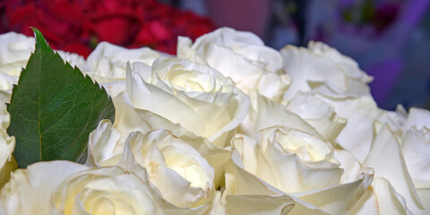 Background of beautiful flowers. Сlose up.