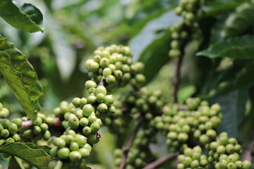 Close-up of robusta coffee plant branches with unripe coffee beans in coffee plantation