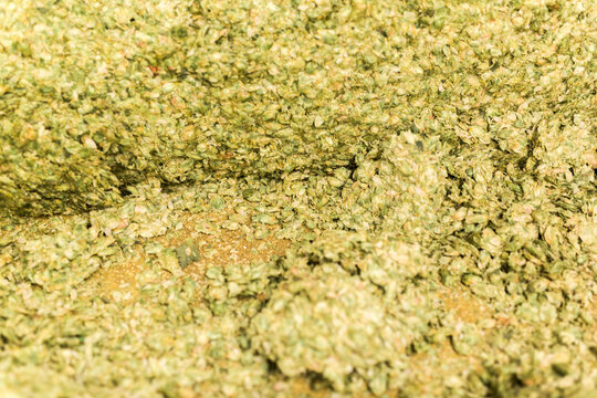 Green hops ready for beer brewing