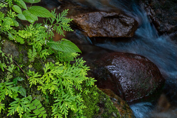 Fern grows on moss covered rocks in rain forest at a small waterfall in Thailand.