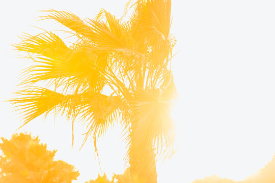 A palm tree photographed at golden hour against a white sky