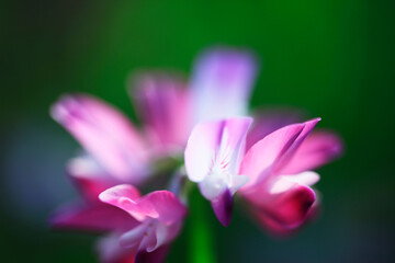 Fototapeta premium レンゲ