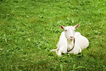 White goat on the grass. Resting goat in a meadow. White goat resting on a green lawn.