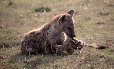 Hyenas or hyaenas are any feliform carnivoran mammals of the family Hyaenidae. Here with the corpse of a dead bat eared fox.
