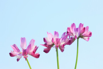 Fototapeta premium レンゲ