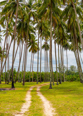Peaceful scenery of coconut tree and blue sky in Kampung Mangkok, Setiu, Terengganu, Malaysia.