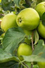 green apples on a tree