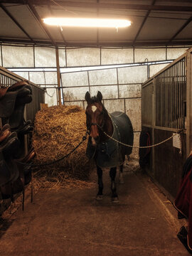 Horse in the stable