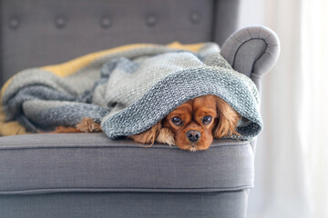 Dog under the blanket