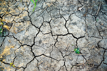 Dry gray earth with meager greens is cracked due to lack of moisture