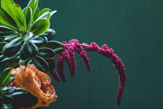 Brightly colored amaranth flower against teal backdrop