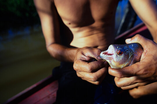 Man holding caught Piranha fish, along a small tributary of the Amazon River, Brazil