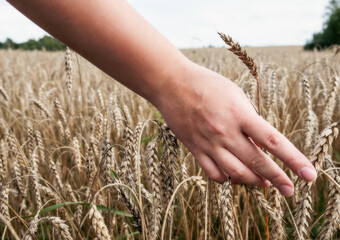 Fototapeta na wymiar A female hand touches the ears of wheat in the field on a sunny day.