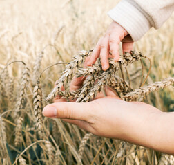 Mother and baby touch the ears of wheat together in the field. Walking mother and child in the...