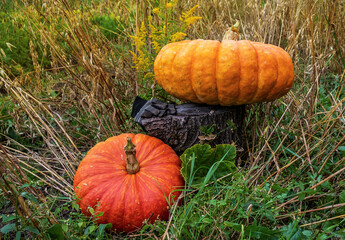 Two large only harvested pumpkins among dry grass in the garden.