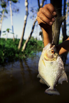 Man holding caught Piranha fish, along a small tributary of the Amazon River, Brazil