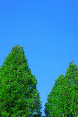 Fototapeta premium 新緑と青空