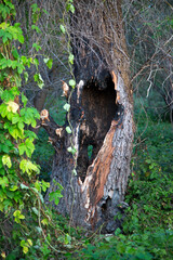 two big hollows in the burnt tree among green thickets