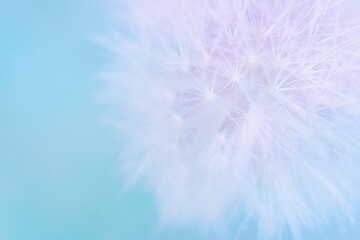 Soft abstract gradient background , abstract dandelion