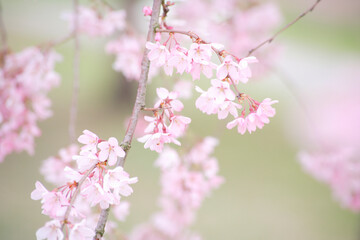 枝垂れ桜