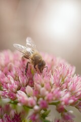 Sedum maximum flower blooming, bee pollinating.