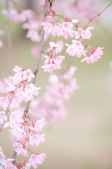 枝垂れ桜