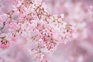 枝垂れ桜