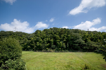 Fototapeta na wymiar 玄海田公園の保存林（横浜市緑区、2007年撮影）
