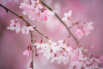 枝垂れ桜