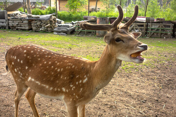 Spotted deer in the reserve eating fruit