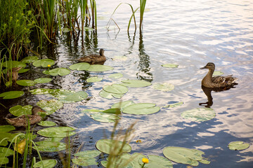 Ducks swim on the lake in the grass