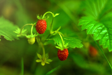 Red strawberries on a green Bush