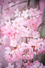 Obraz premium 枝垂れ桜