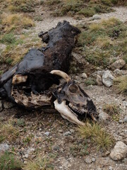 animal mort chèvre cadavre fin dent