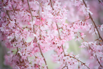 枝垂れ桜
