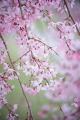 枝垂れ桜
