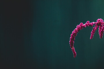 Magenta amaranth flower against teal backdrop