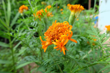 American marigold, Tagetes erecta, Orange flower in the garden soft focus and blurred background, Selectived focus, Close up