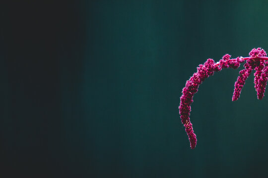 Magenta amaranth flower against teal backdrop