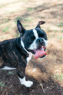 Bruce the Boston Terrier hot and playing.