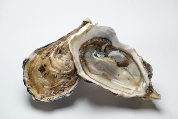 fresh open oyster number 14 on white background
