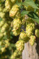 Green fruits of the plant Humulus lupulus..Hops are used in brewing, decorative gardening,...