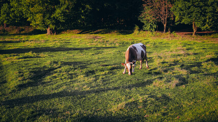 grazing cow