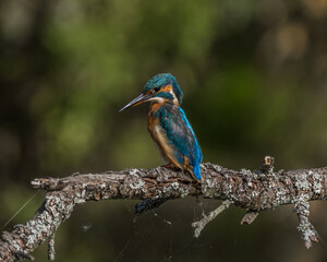 Eisvogel (Alcedo atthis)