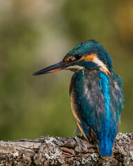 Eisvogel (Alcedo atthis)