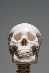 頭蓋骨の模型